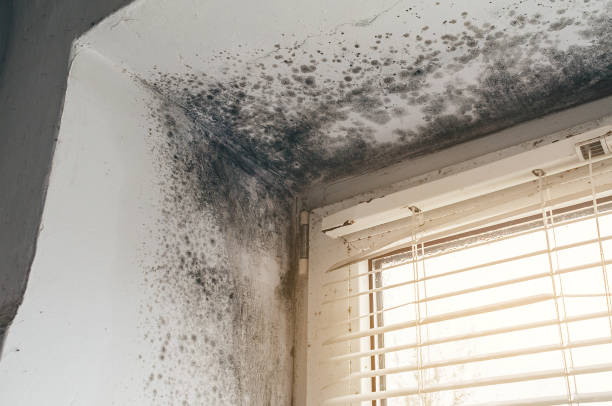 Trusted Commercial Mold Remediation service in New Vernon, NJ - Cheap Mold Removal