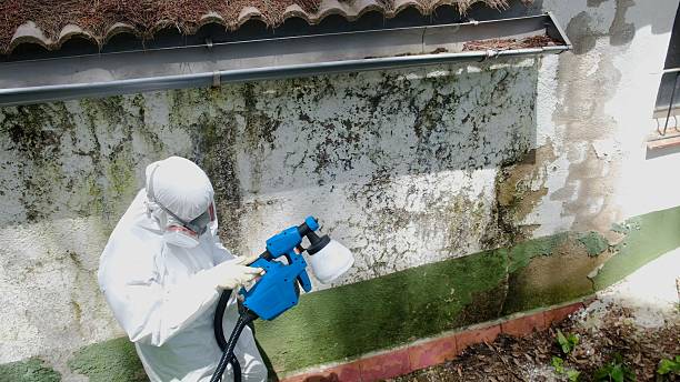 Trusted Mold Removal service in New Vernon, NJ - Cheap Mold Removal